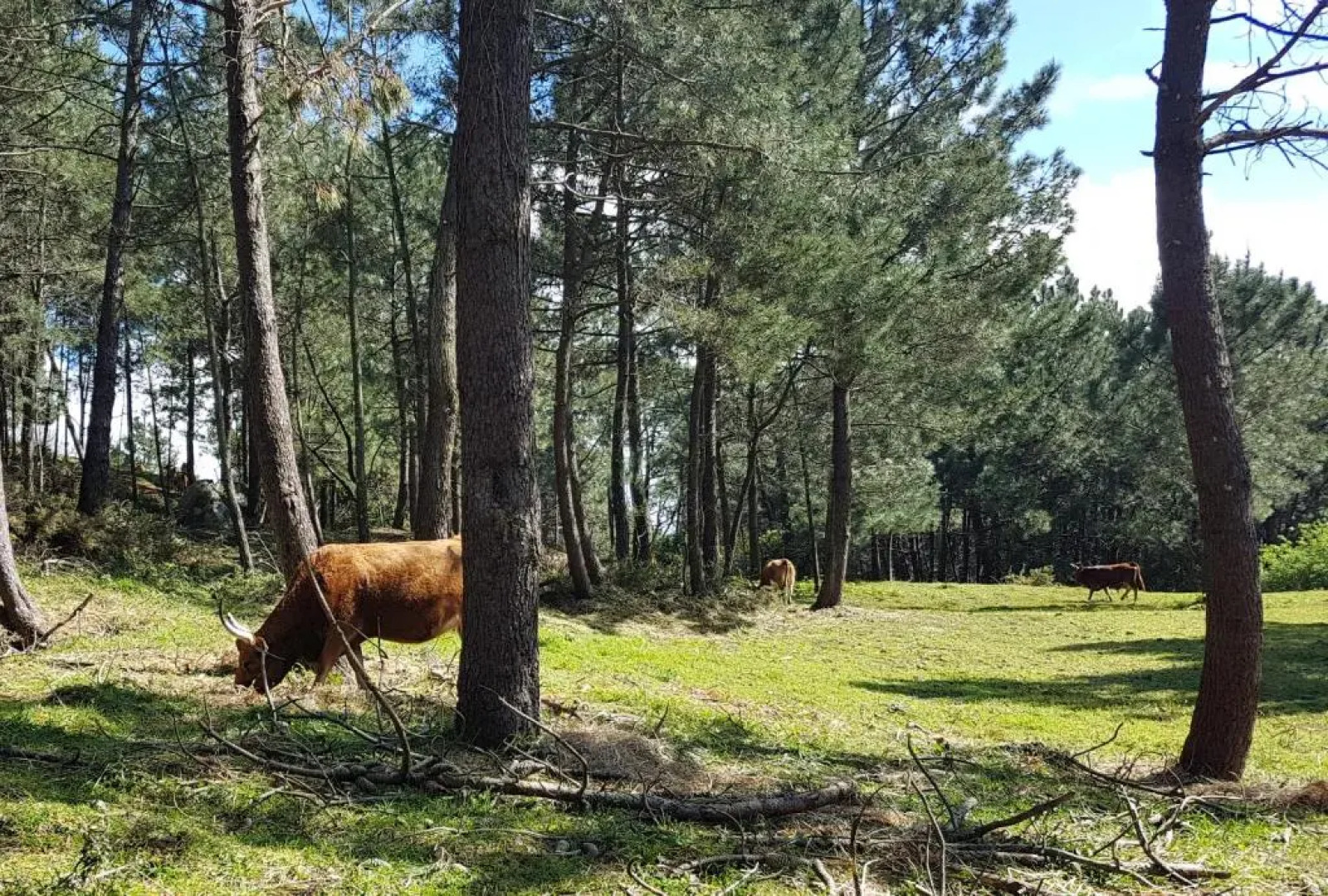 Apartamento Fonte de Ons Con Piscina