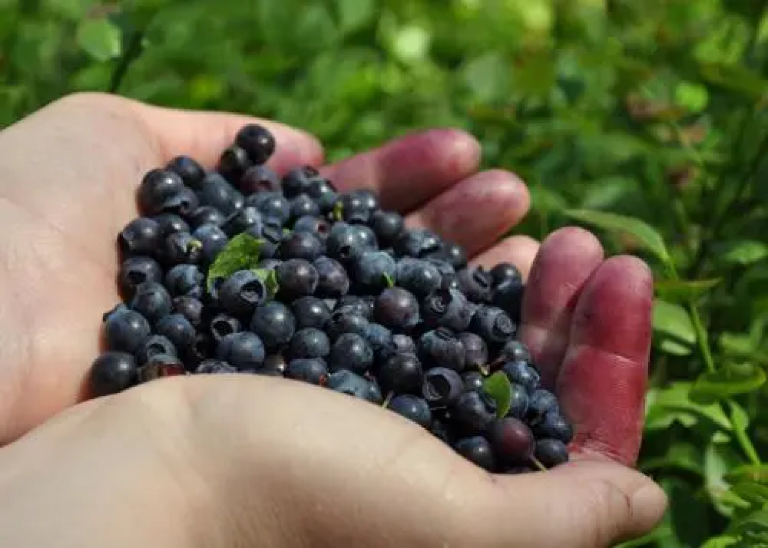 K45 Mackenzie Cottage