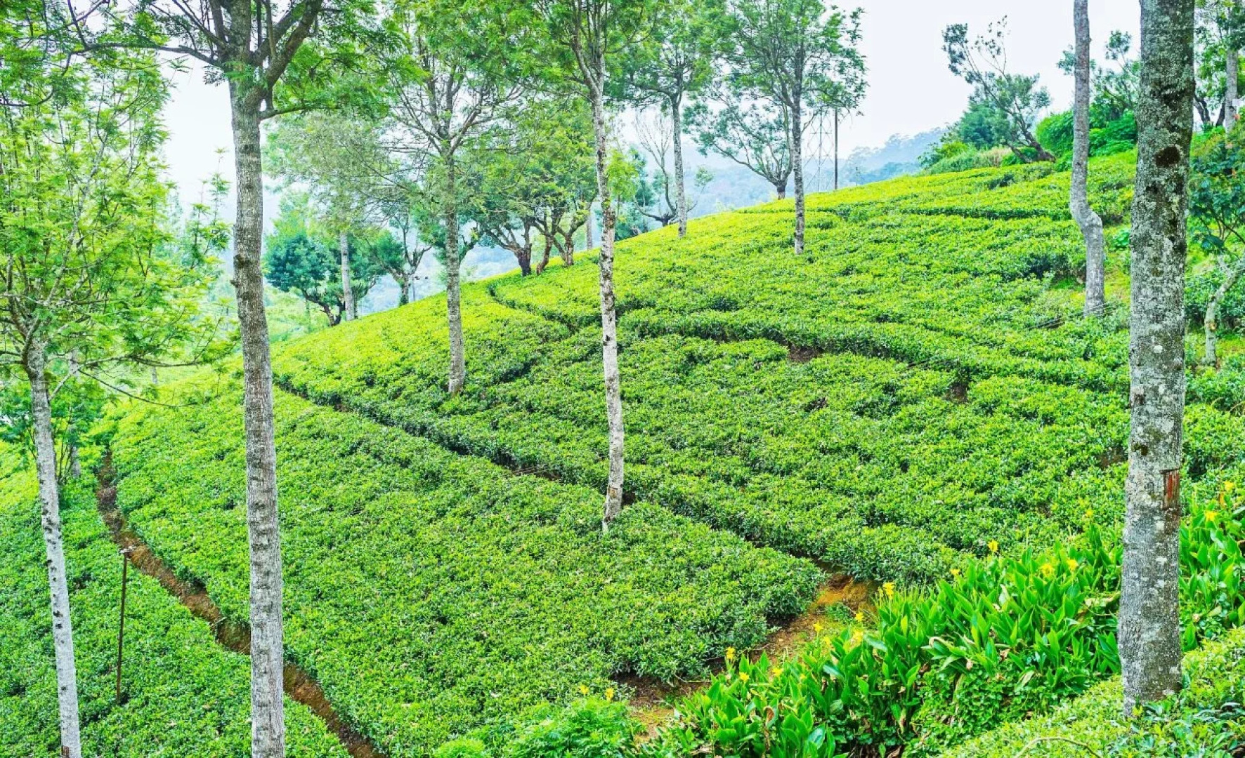 Riseans White Palace