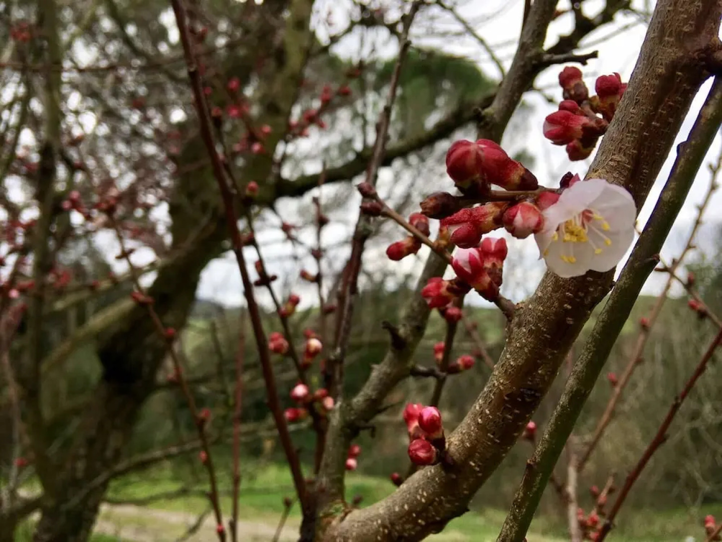Agriturismo Alle Rose