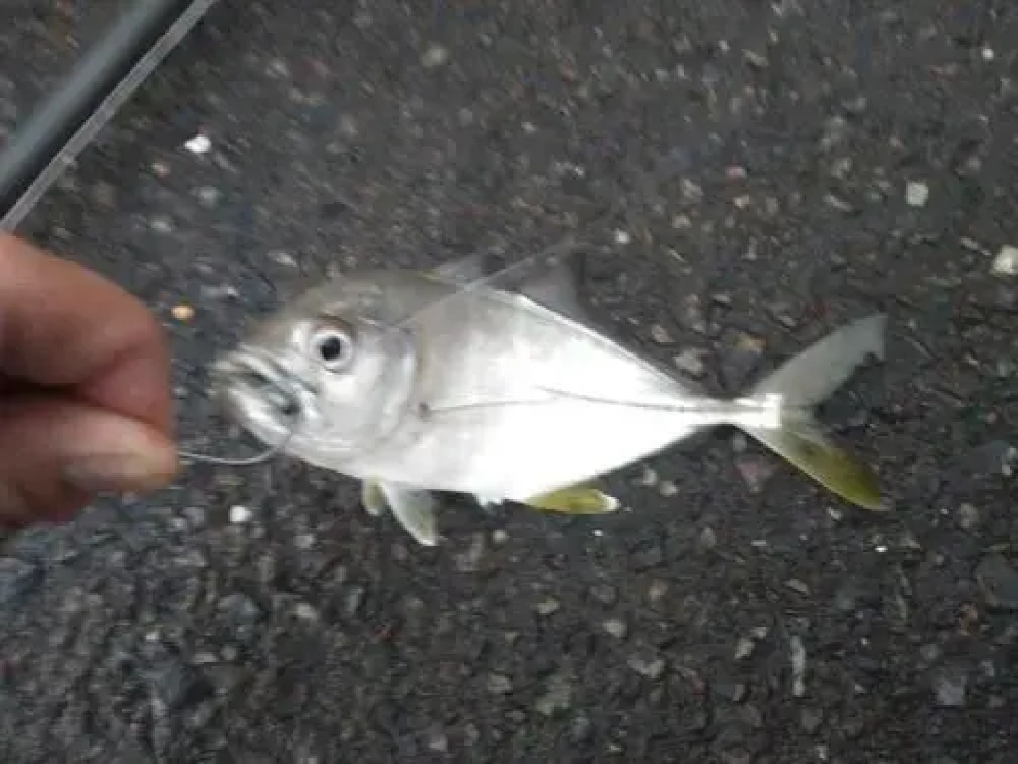 Sakai Guest House AMAMI（堺ゲストハウス奄美）