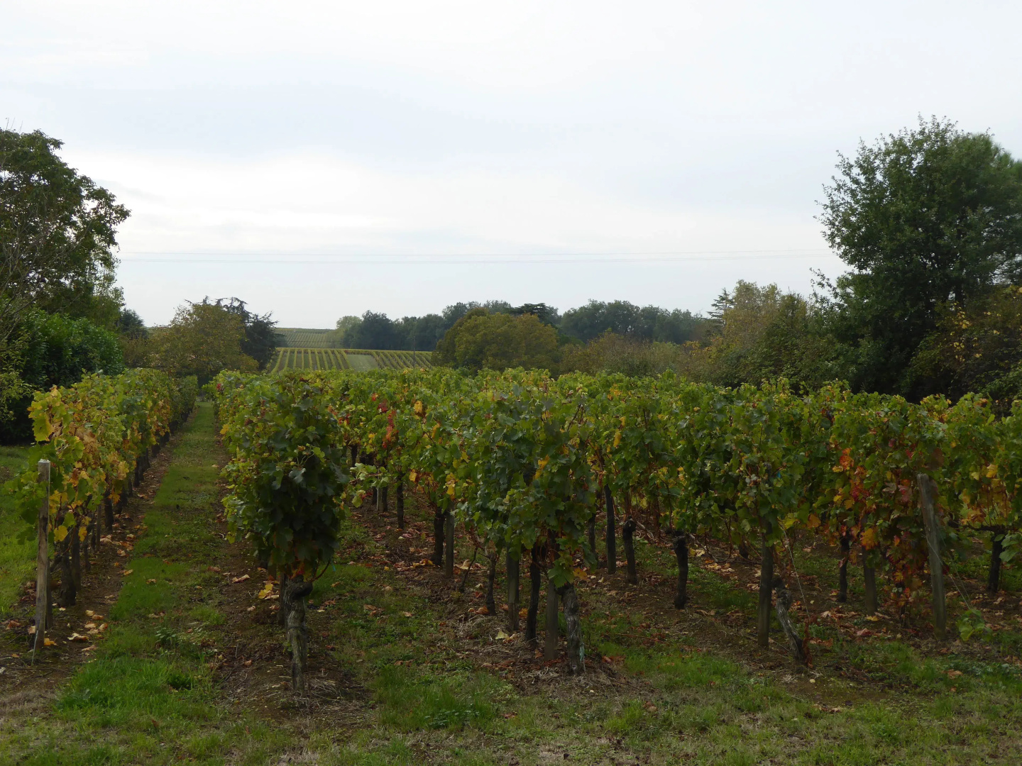 La Vigneraie de Laura