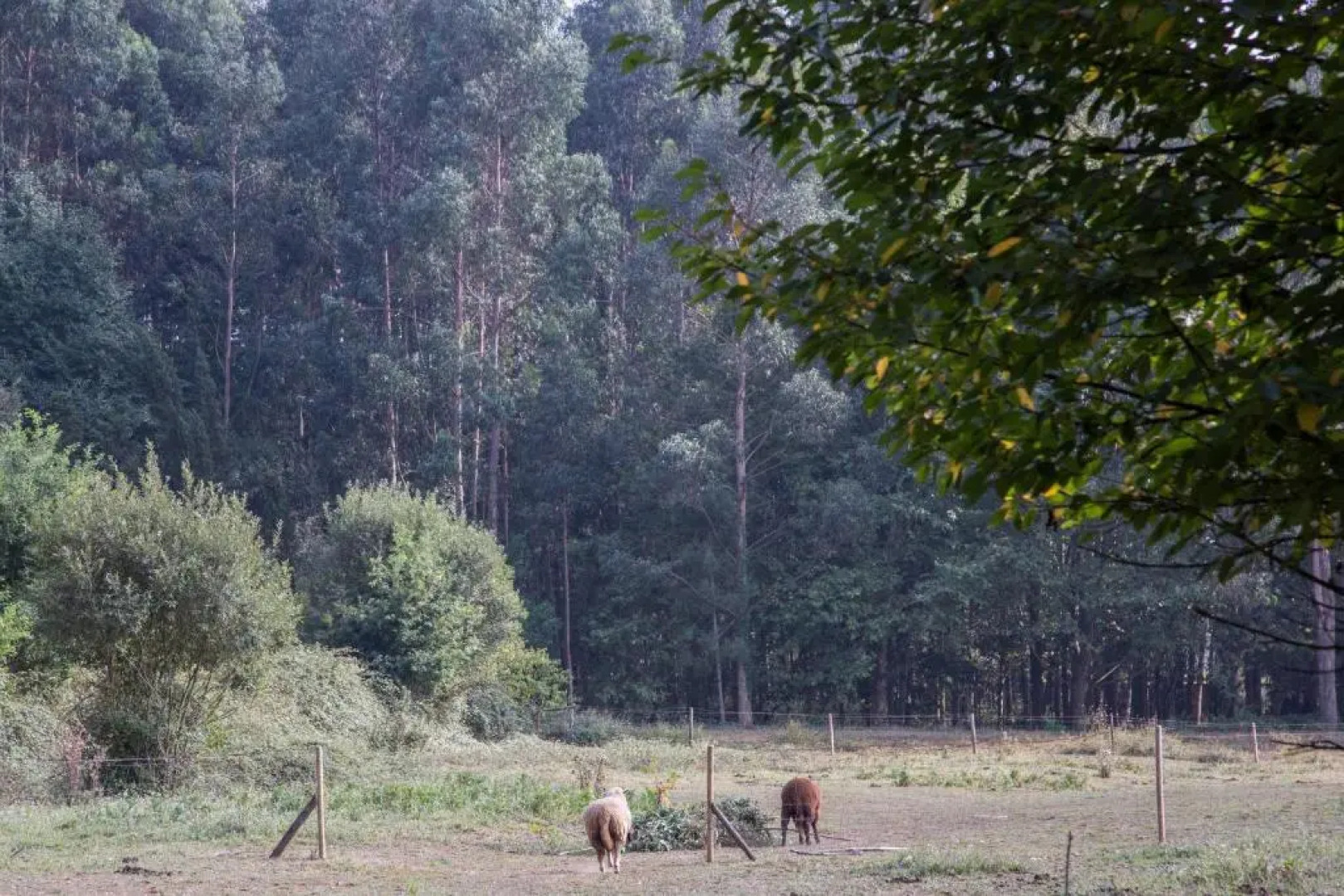 Associação Quinta das Relvas