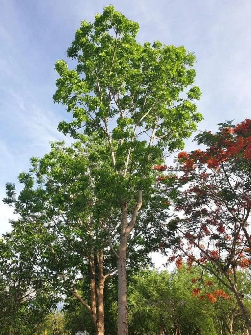 Suan Phueng Pa Wai Resort