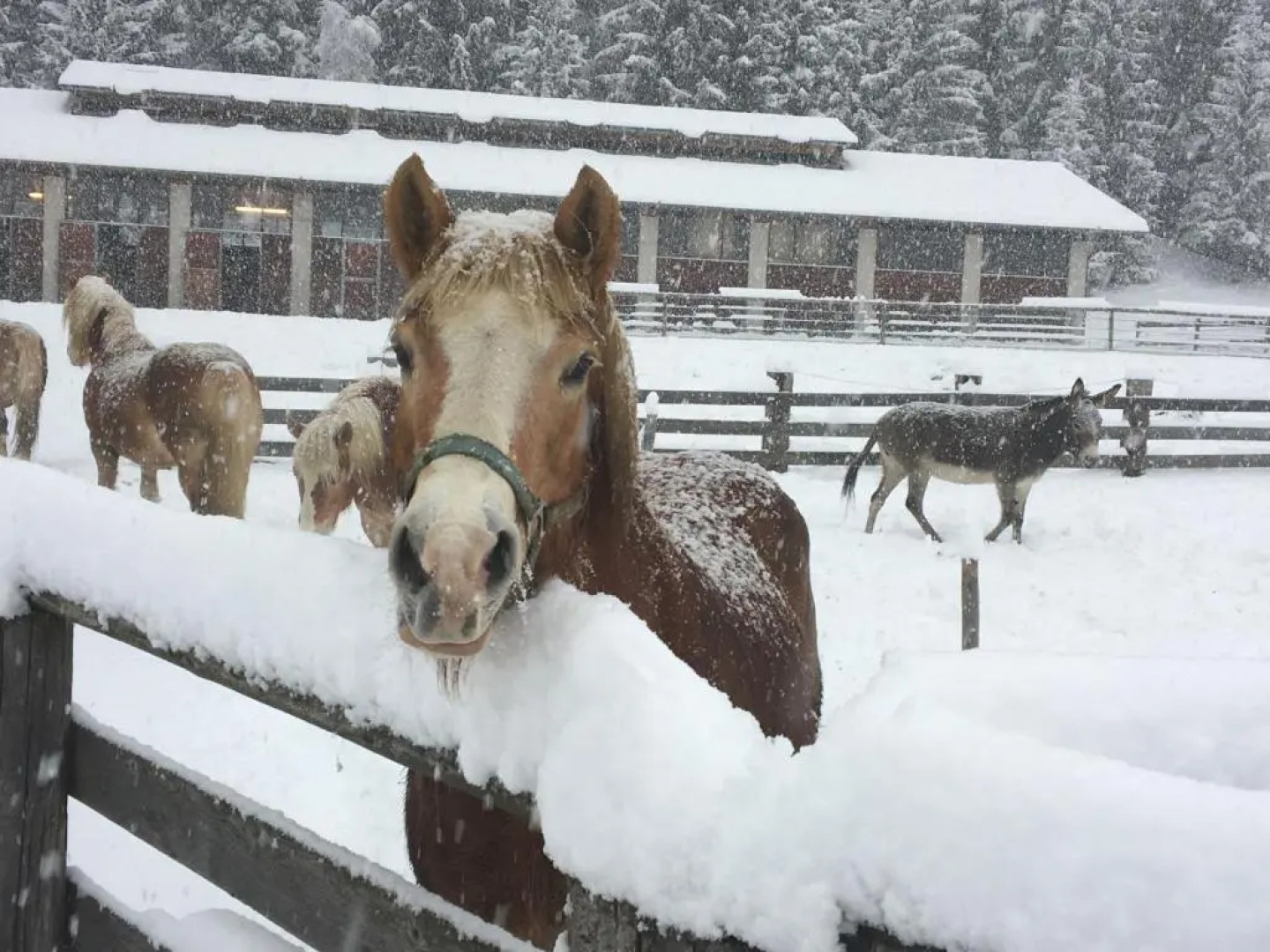 Mösslacher's Ferienwohnungen