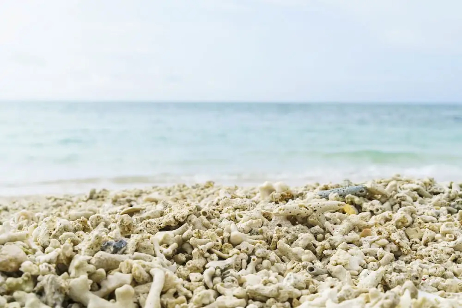 Bears Stay Kumejima Ifu Beach