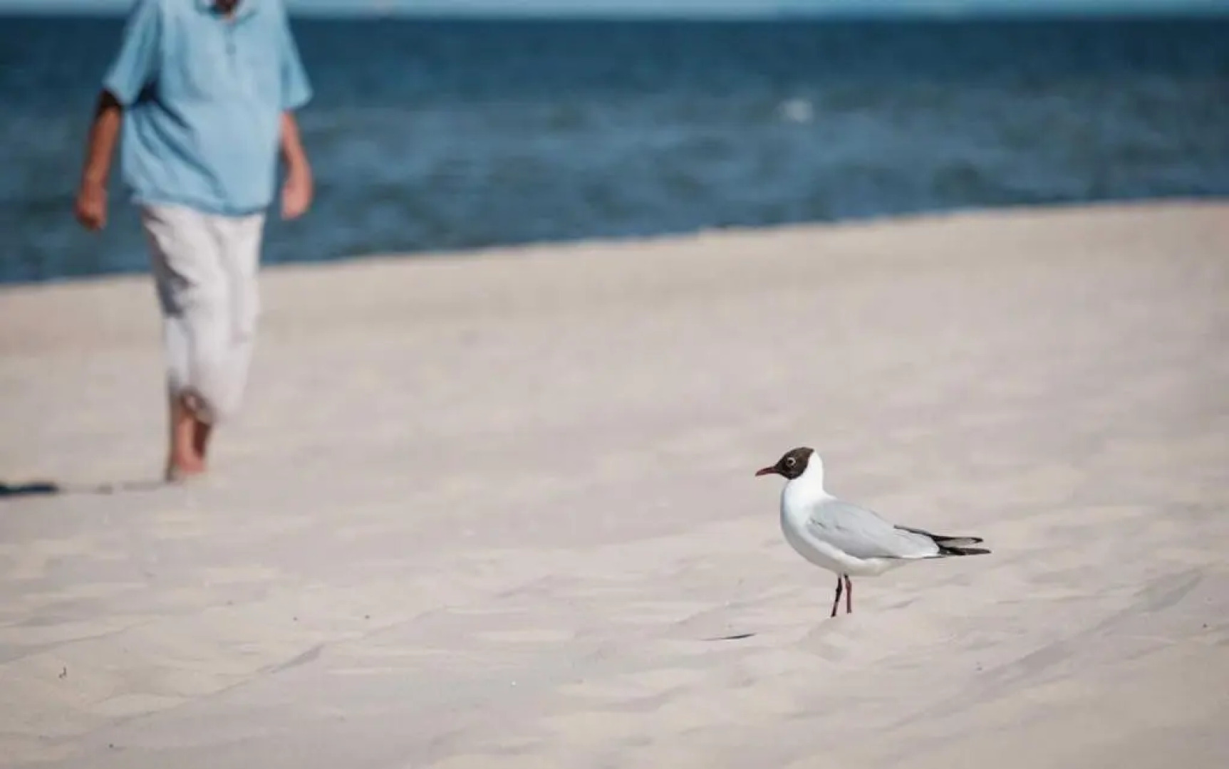 Bernstein-Fewos ca 15 Gehminuten zum Ostseestrand
