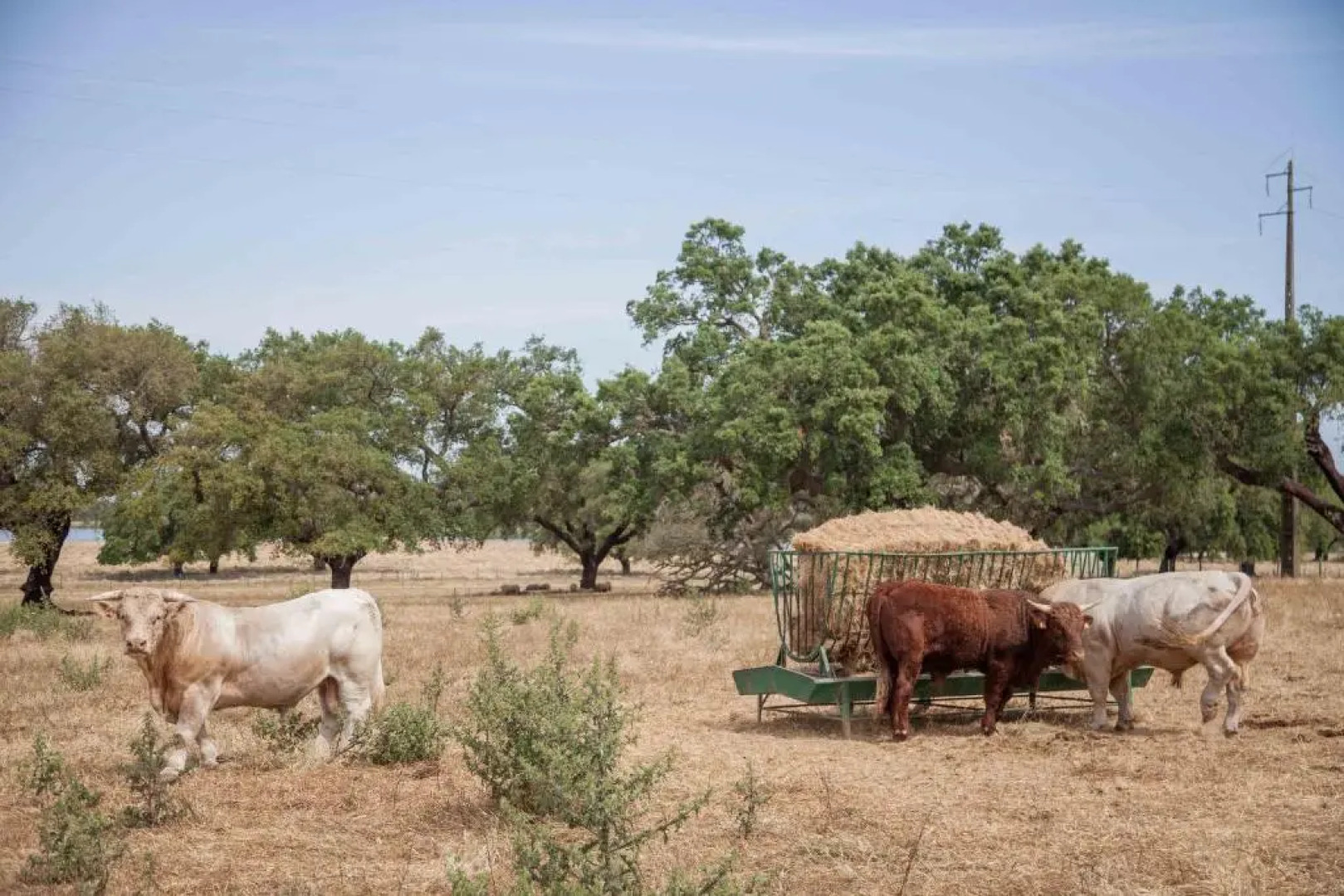 GuestReady - Herdade da Sexta Velha - Alentejo Wine Estate