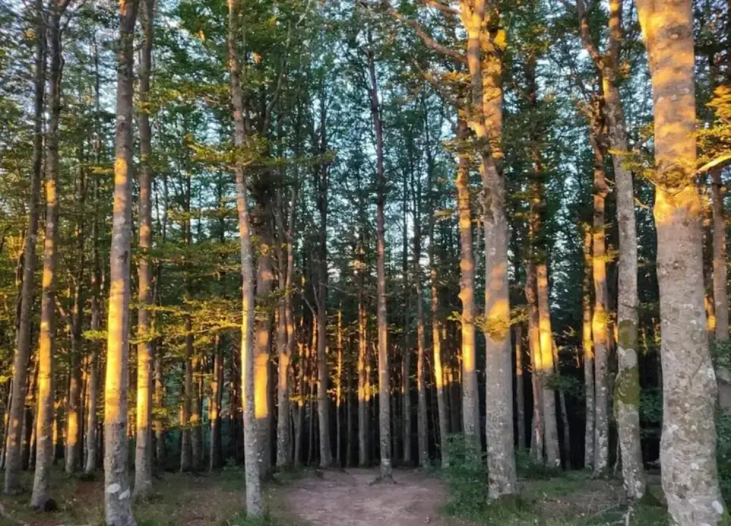 Holiday Home in Ortignano