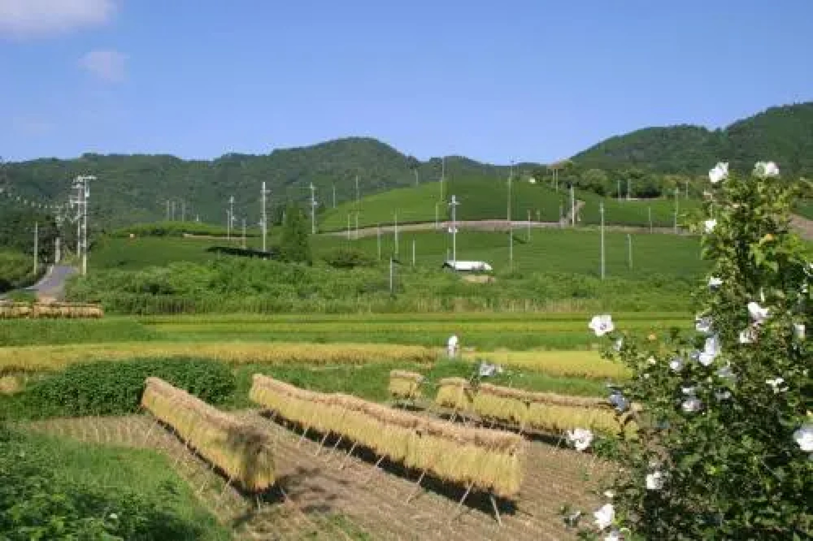 Kyoto Wazukaso