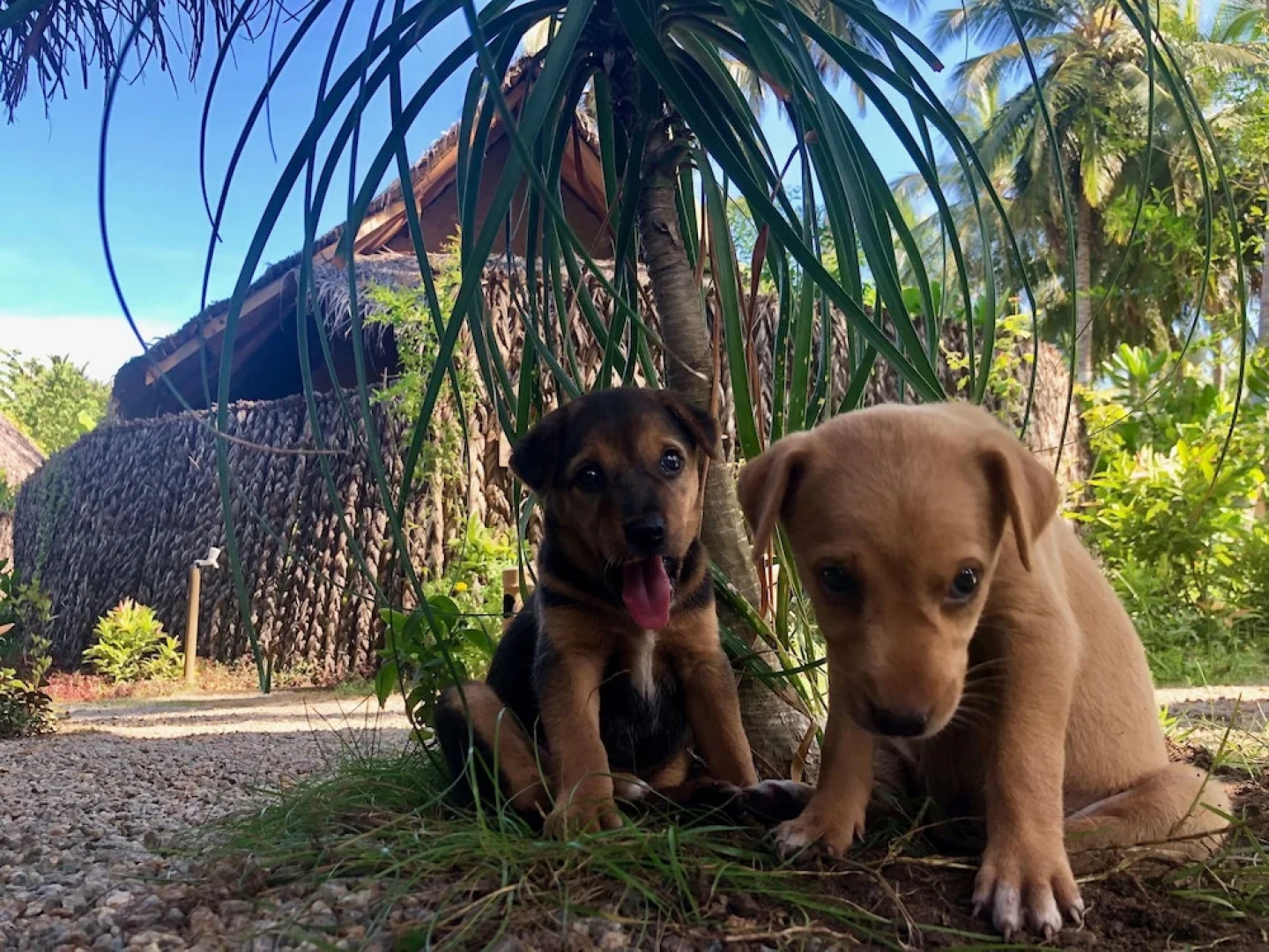 Wind Blend Kite Resort