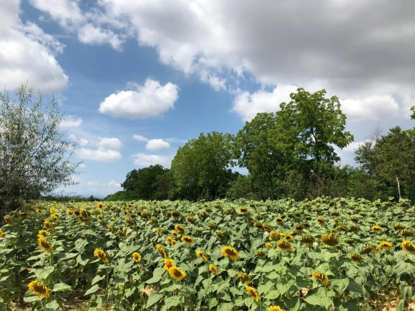 Agriturismo La Renaia