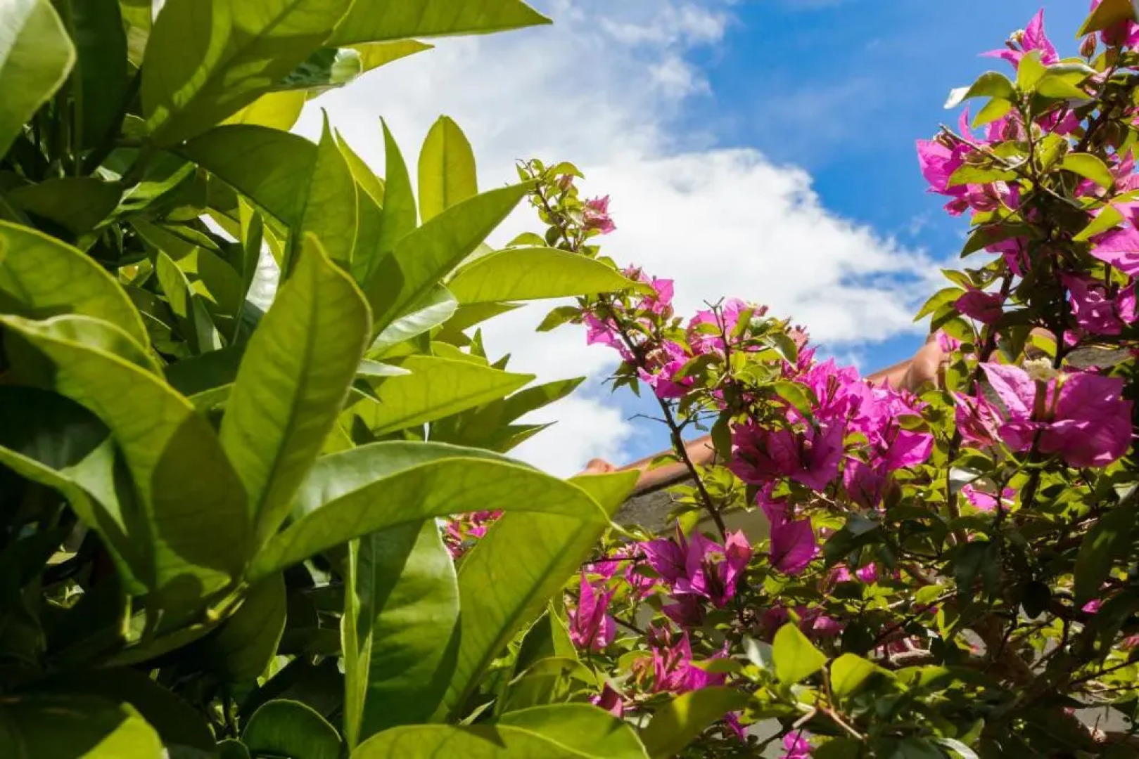 Apartment Mascarelli