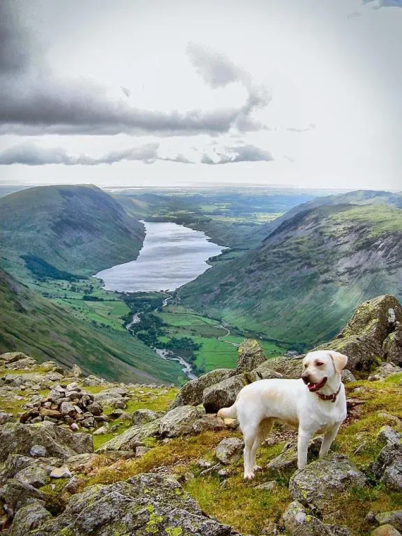The Tree House Cumbria