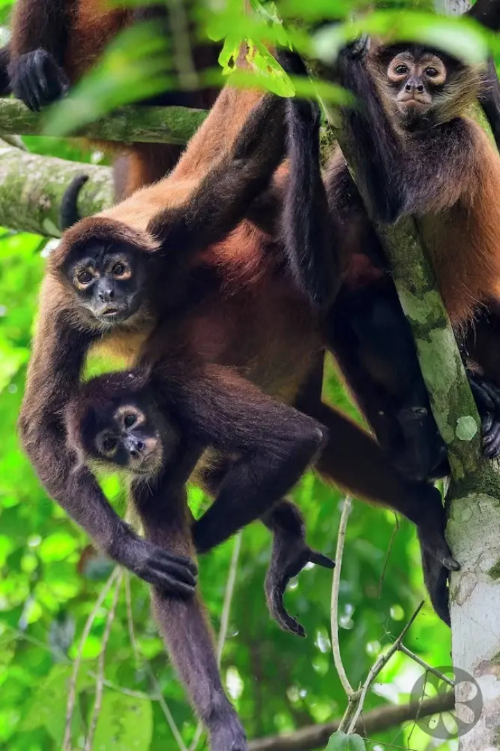 Villa Bruno - Terrace - Jungle - Birdwatching