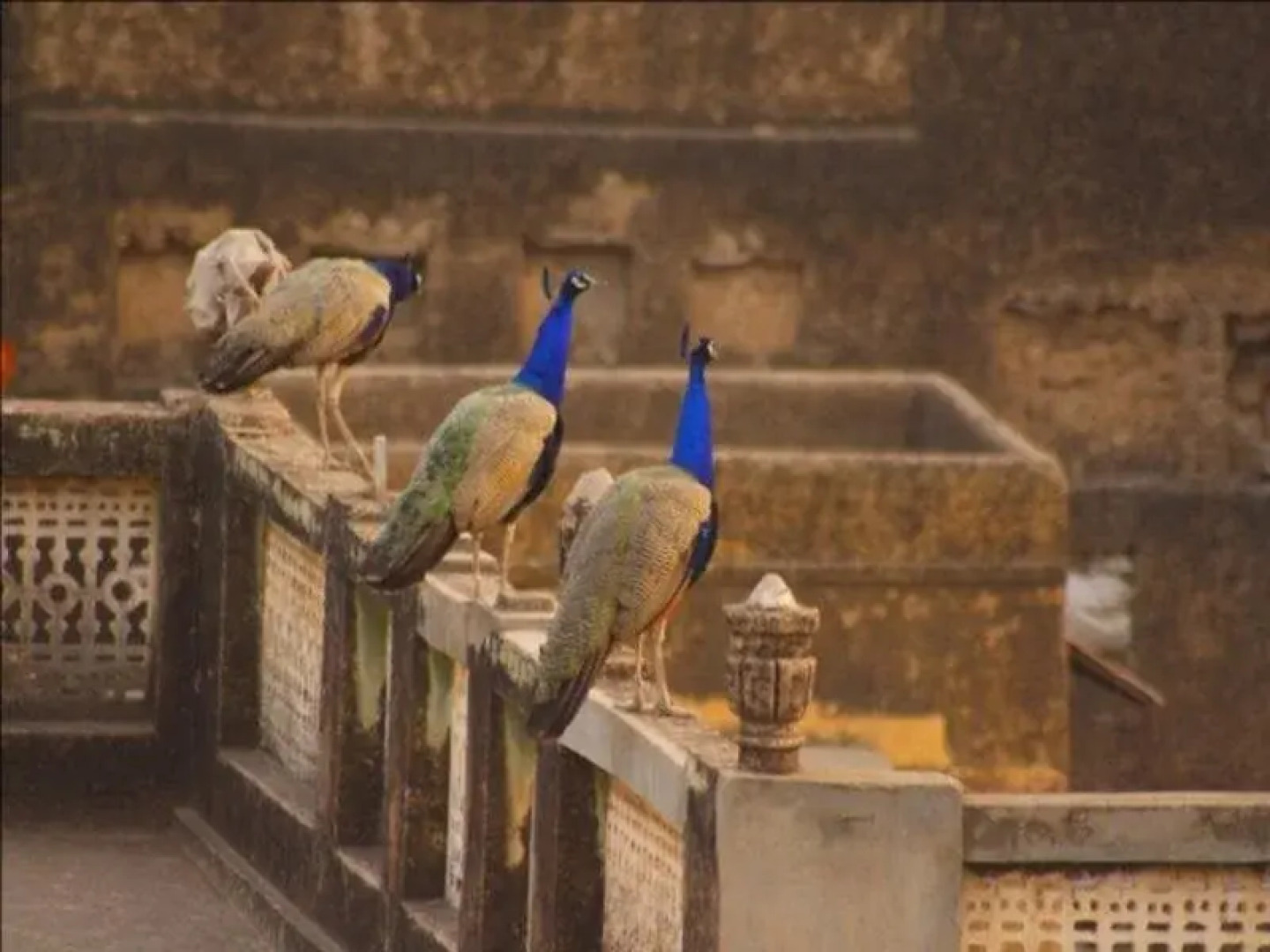 Hotel Ramgarh Fresco