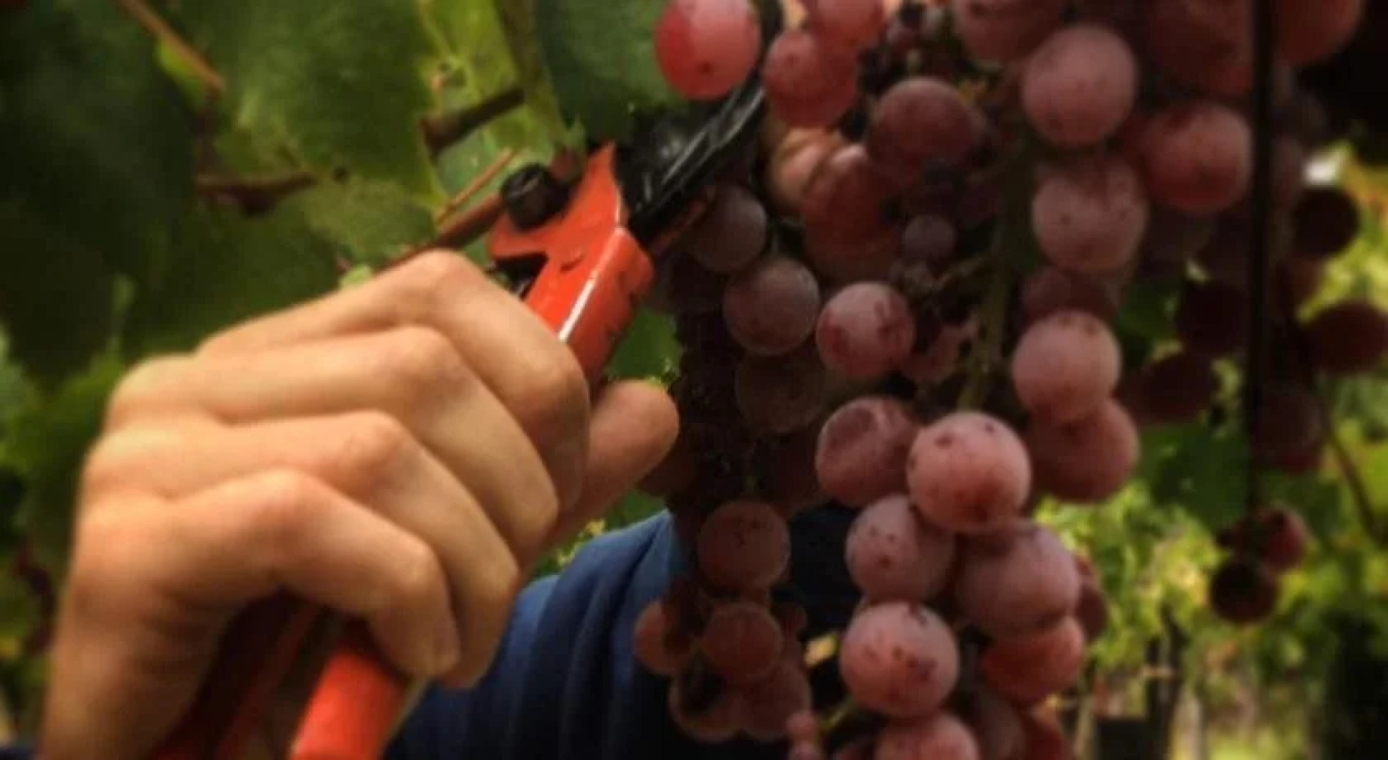 Conalbi Grinberg Casa Vinicola