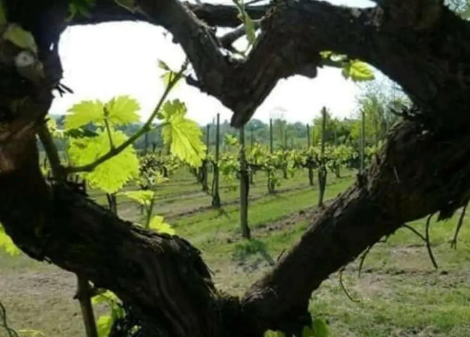 Agriturismo Boschetto di Montiano