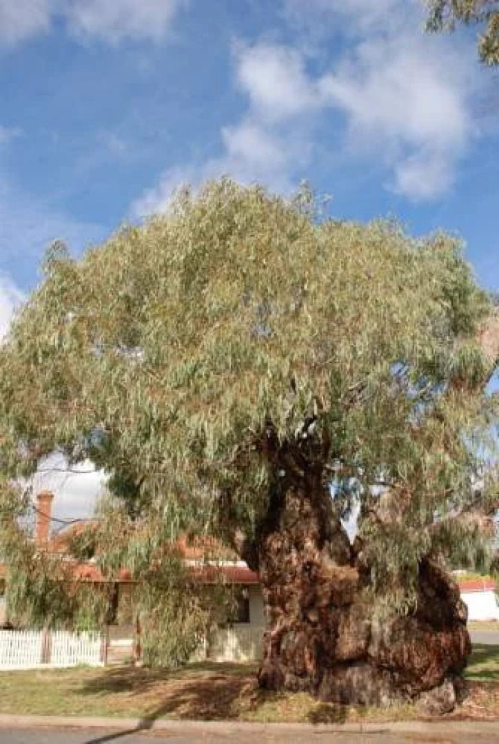 Country Charm Swiss Cottages