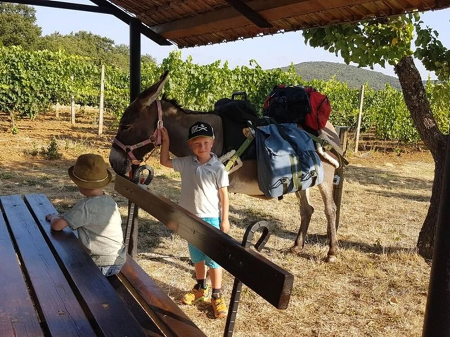 Casa Girasole Agriturismo Le Selvole Tuscany