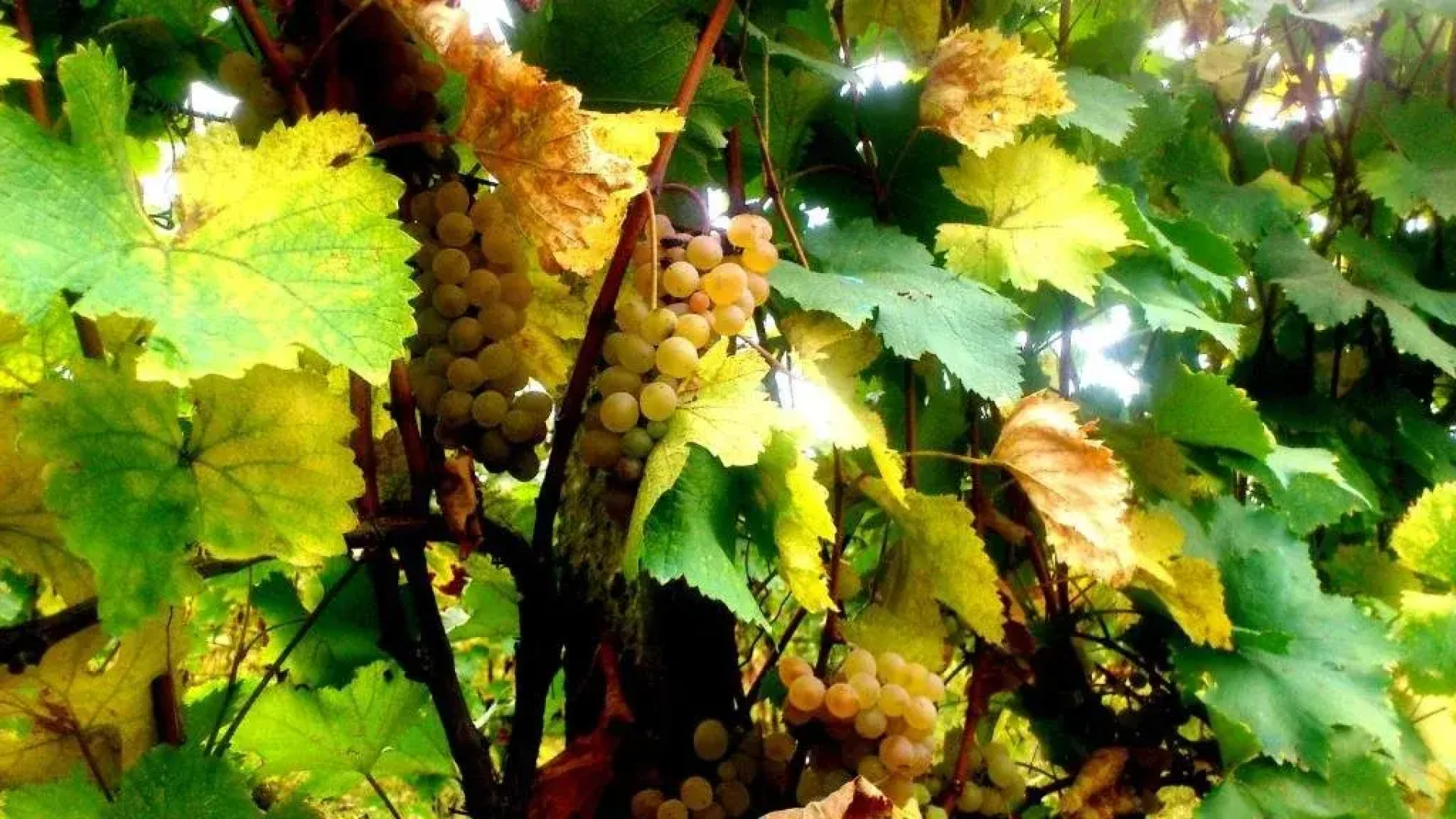 Guest House Gardenia & Wine Cellar