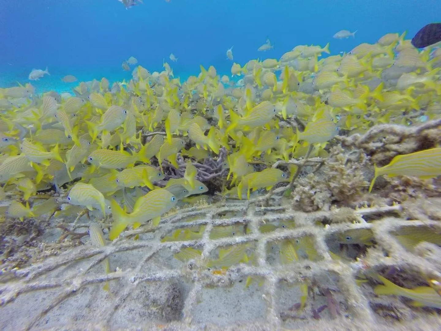 Villas El Encanto Cozumel