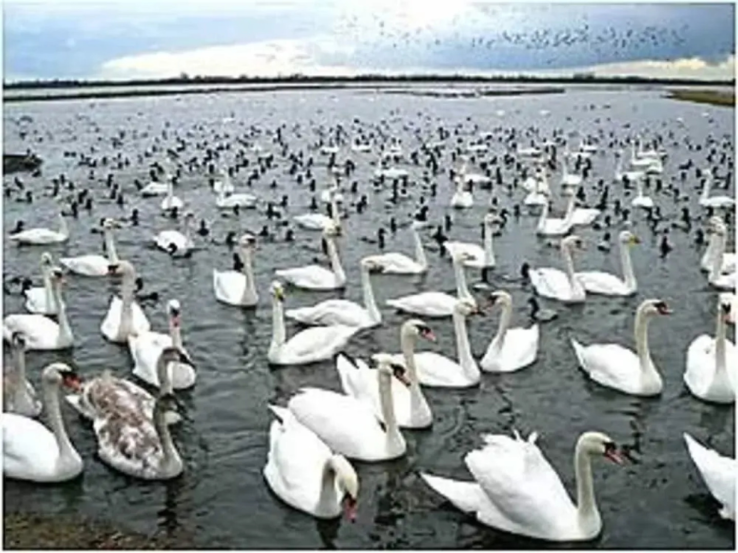 Impeccable 2-bed Cottage in Wisbech