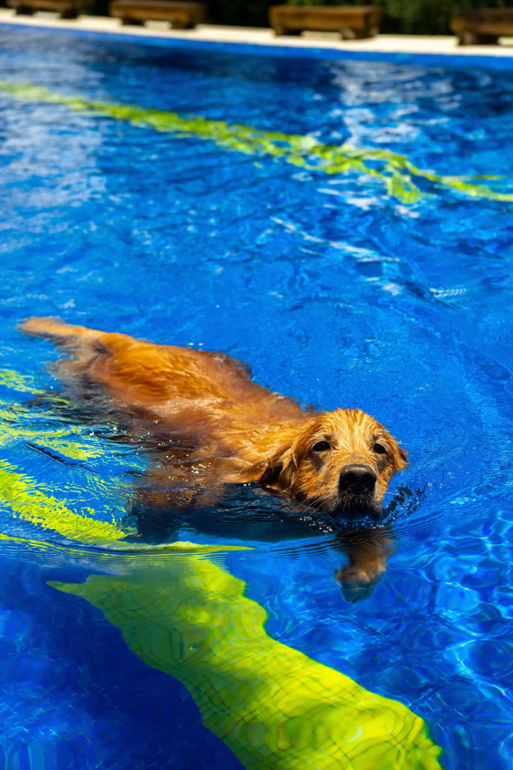 Surya-Pan Hotel Refúgio