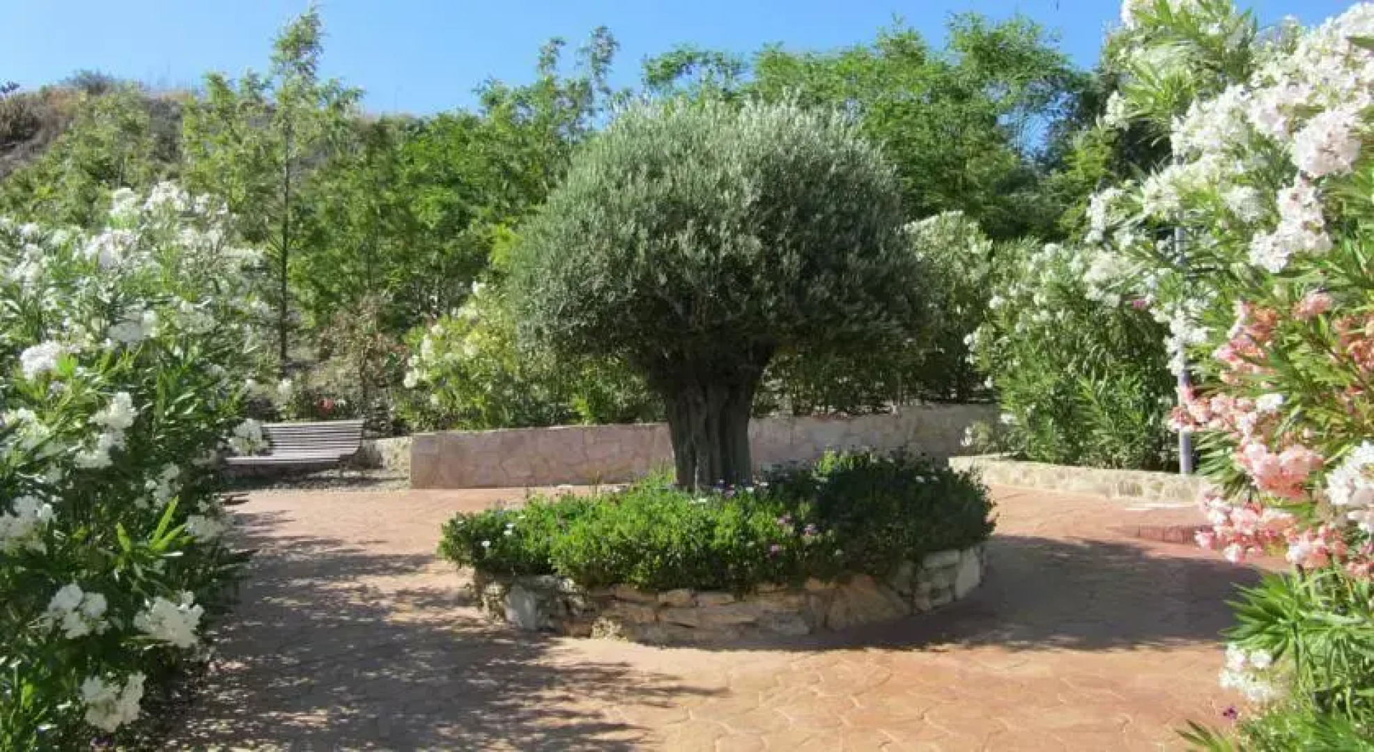 Oasis De La Cala