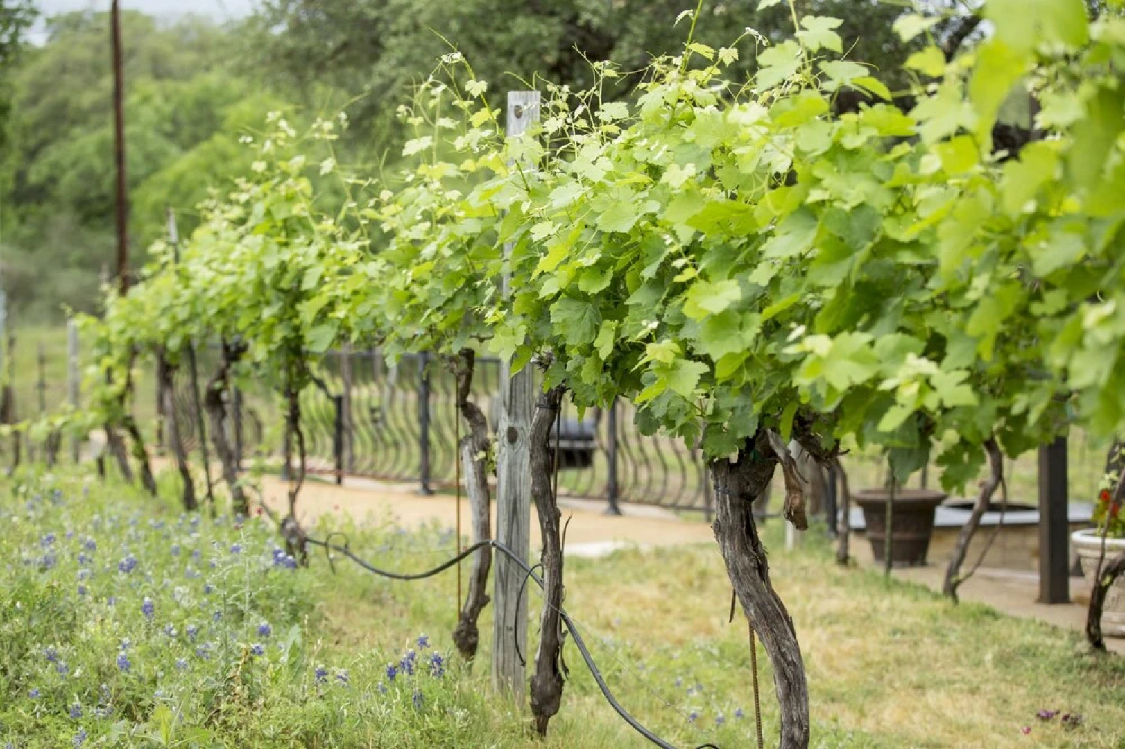 The Vineyard B&B at Lost Creek Ranch