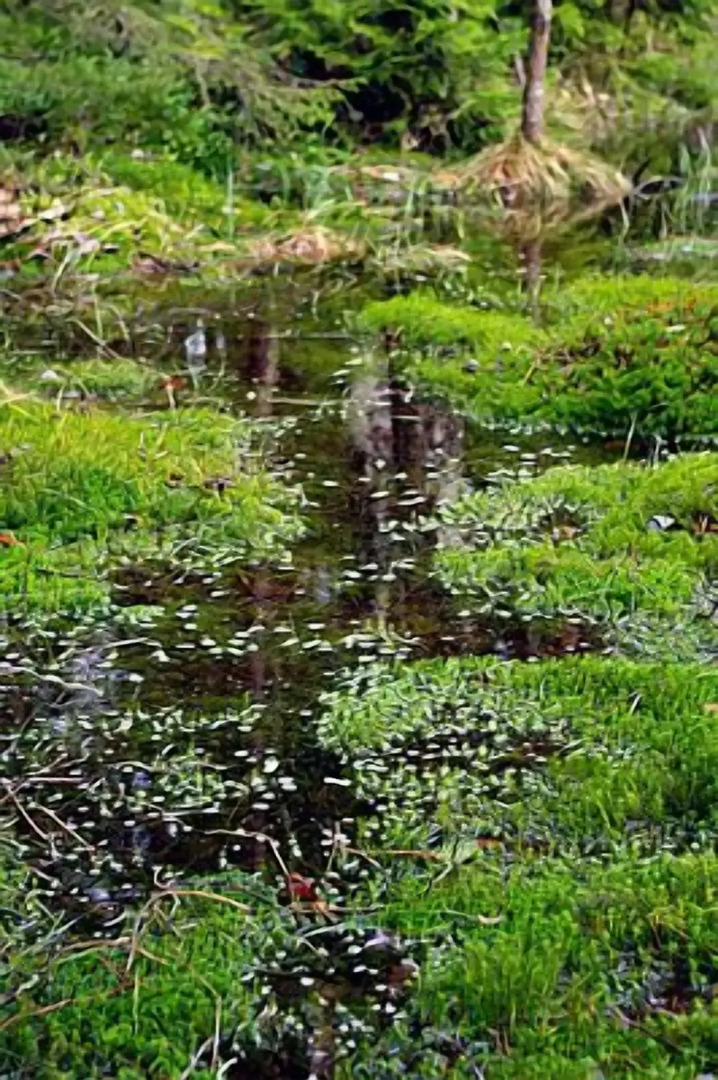 Smultronboda Fårgård