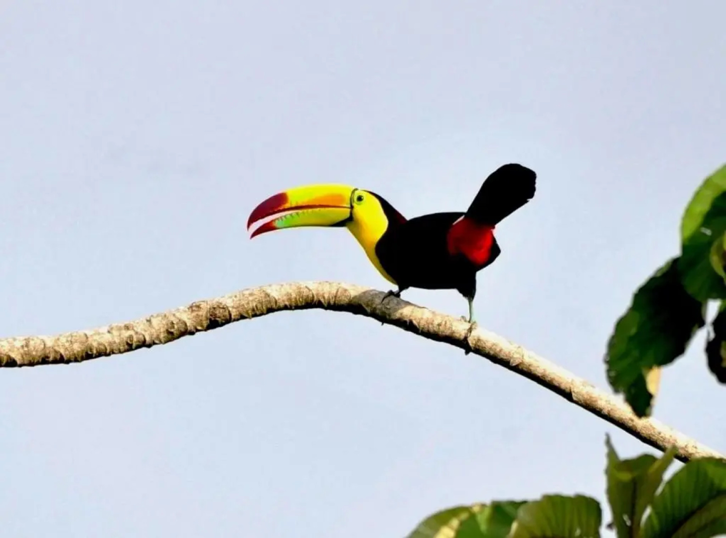 Ecobiosfera