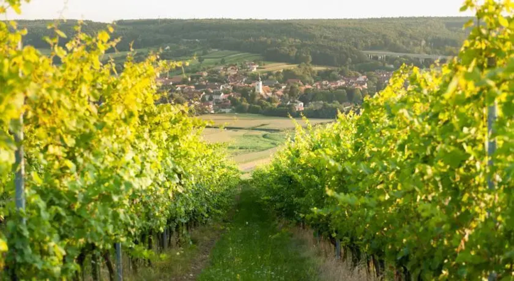 Thermal Biodorf Wilfinger