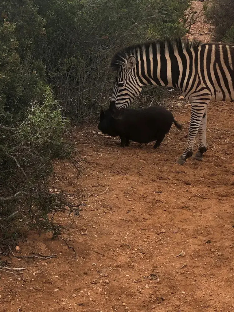 Zwartberg View Mountain Lodge