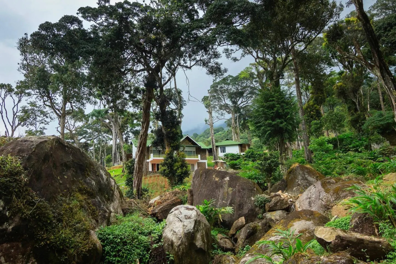 Neelakurunji Plantation Munnar