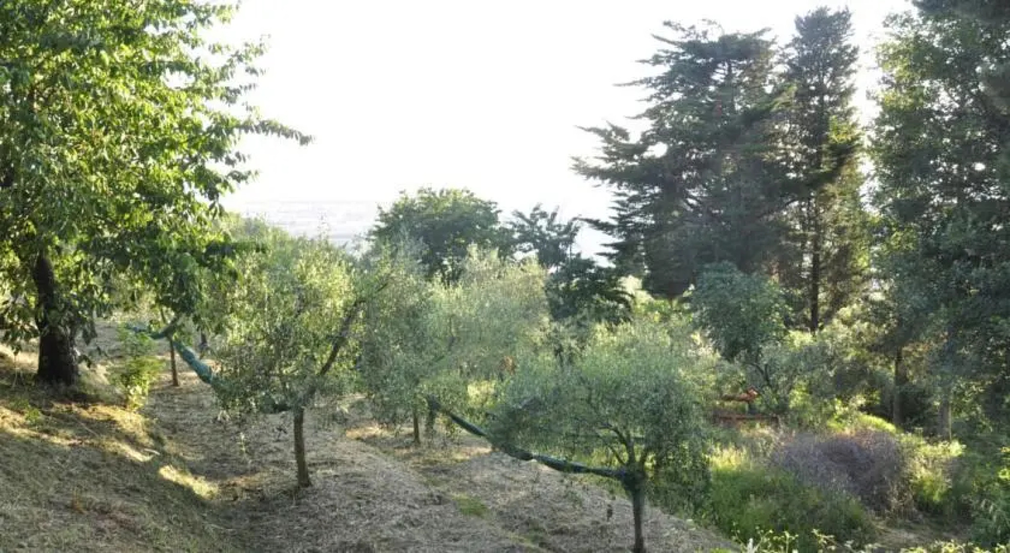 casetta ai venti colline di viareggio