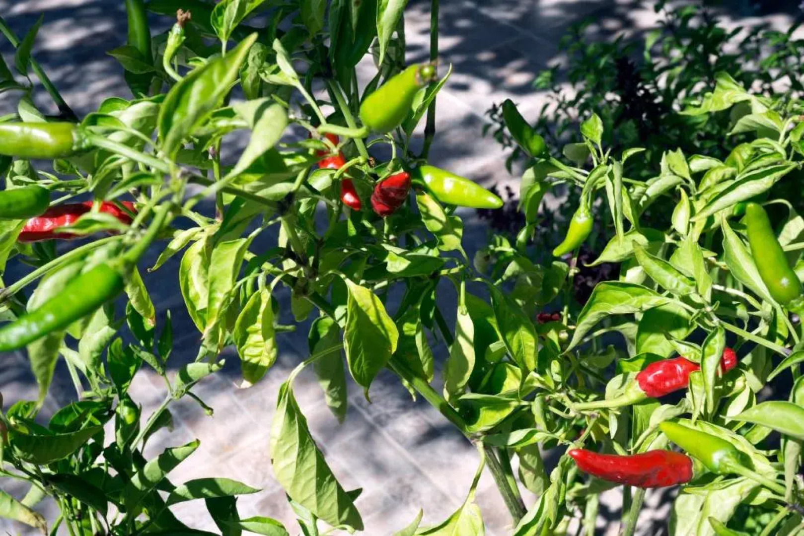 Skamagkas M. Apartments