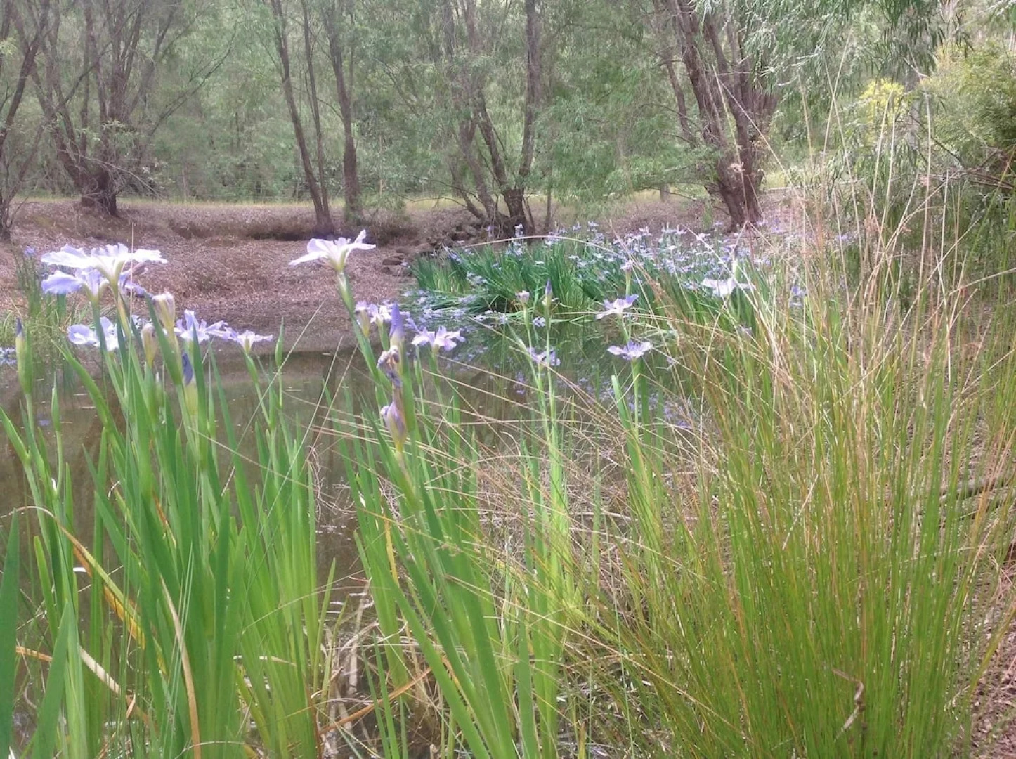 Peppermint Lane Lodge