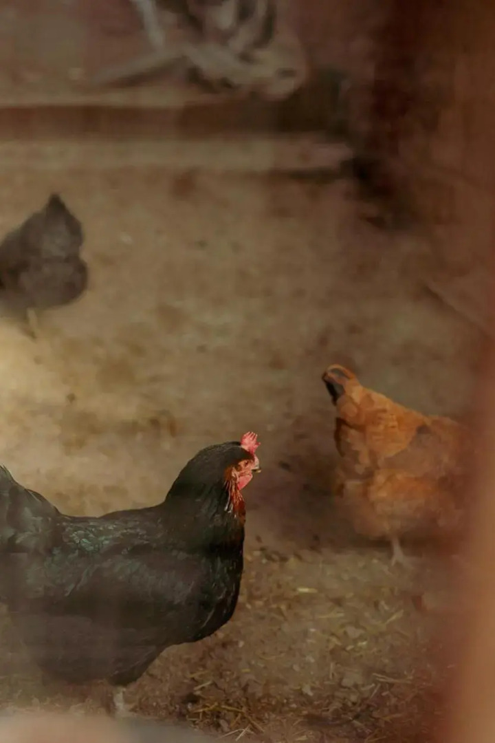 Masia CasaJoana Rural