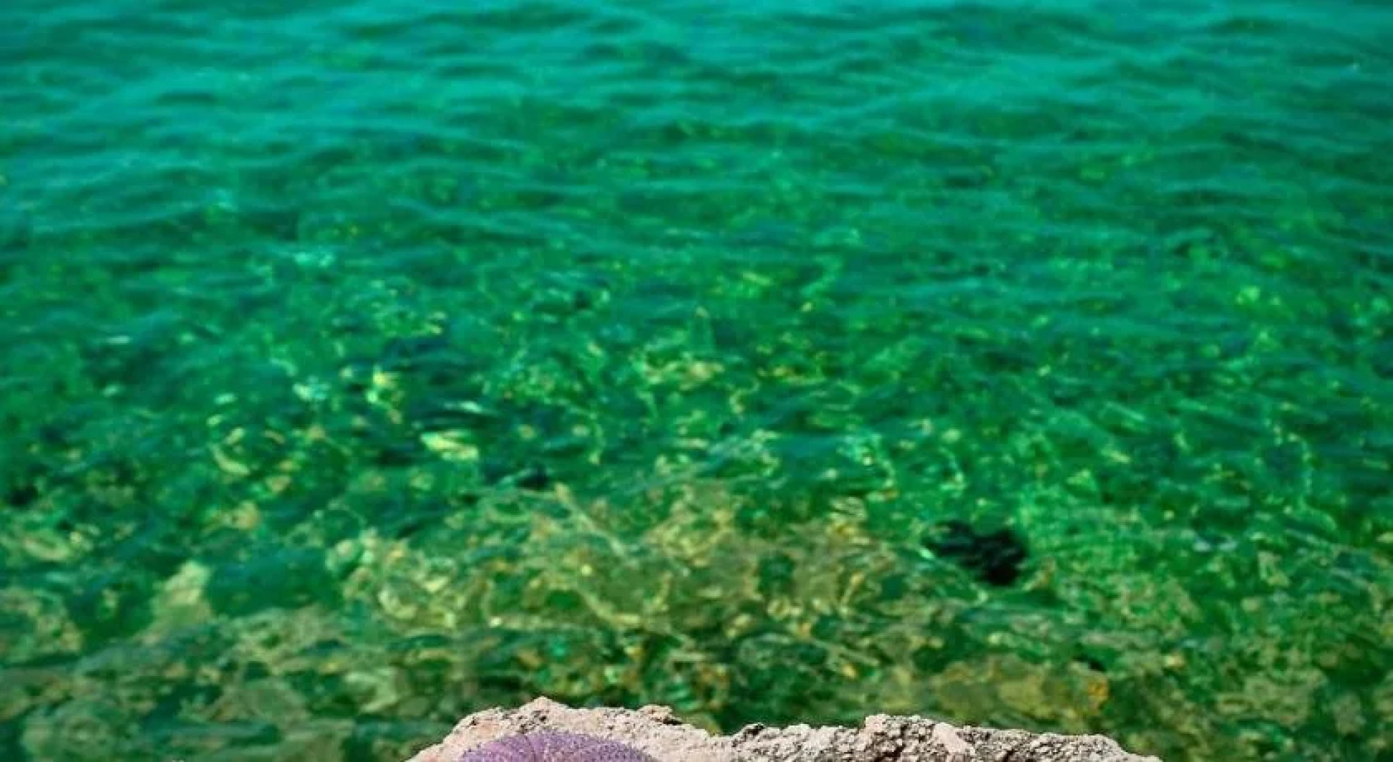 Apartments Sol Jardin