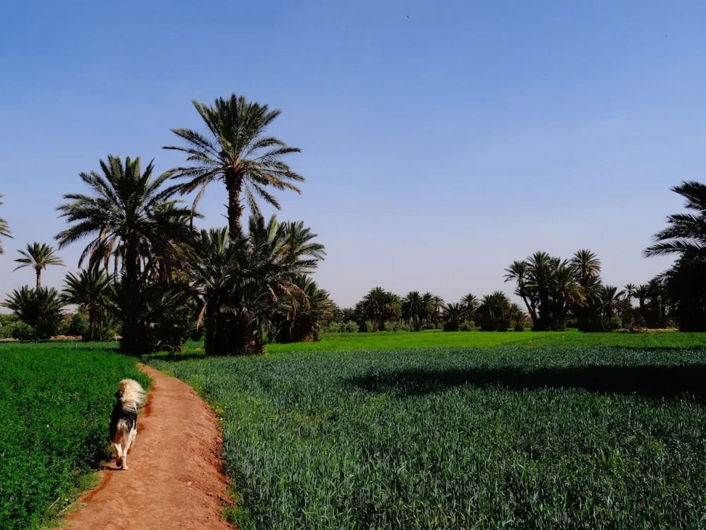 Ecolodge - La Palmeraie