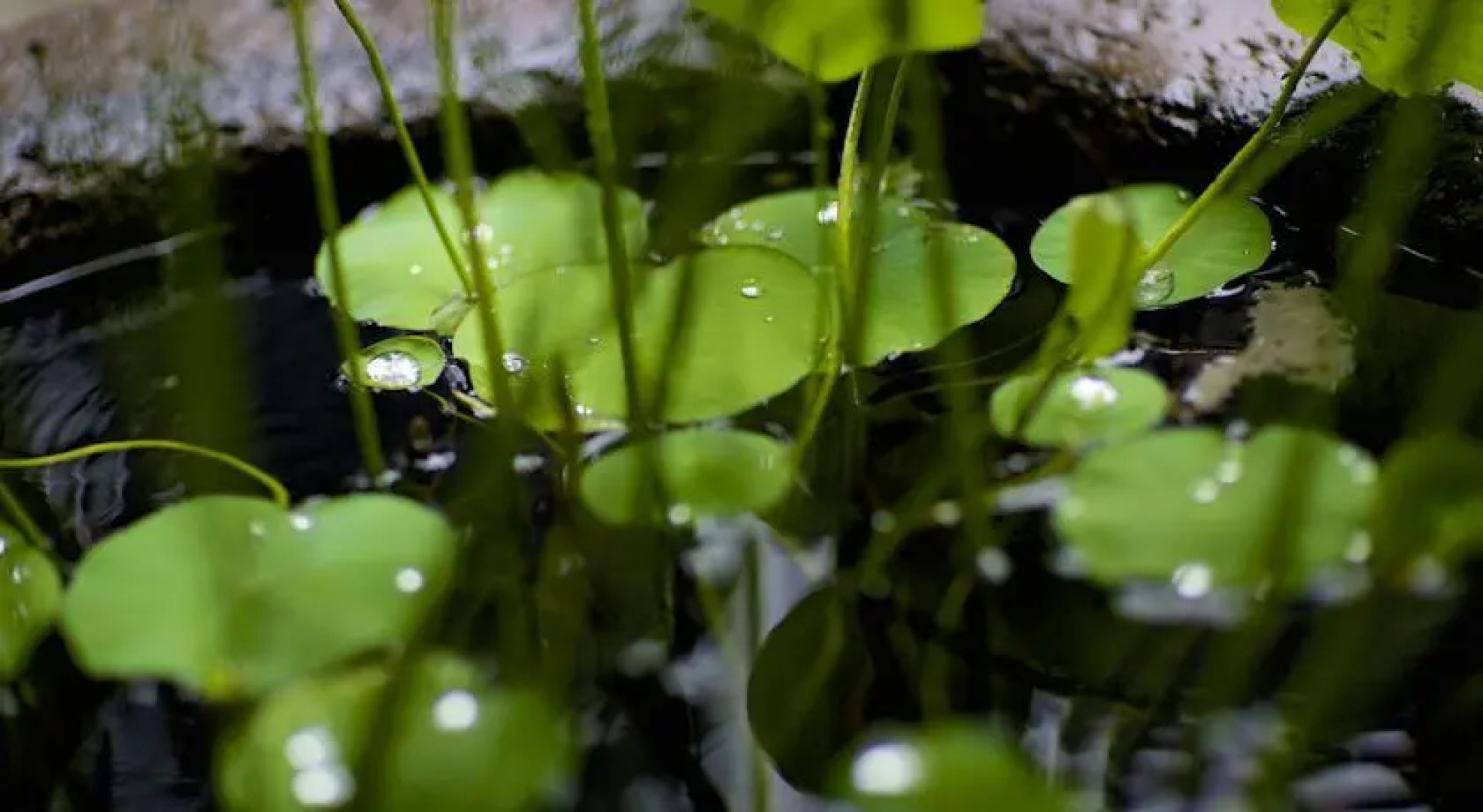 Tan Mu Lin Celebrity City Hotel