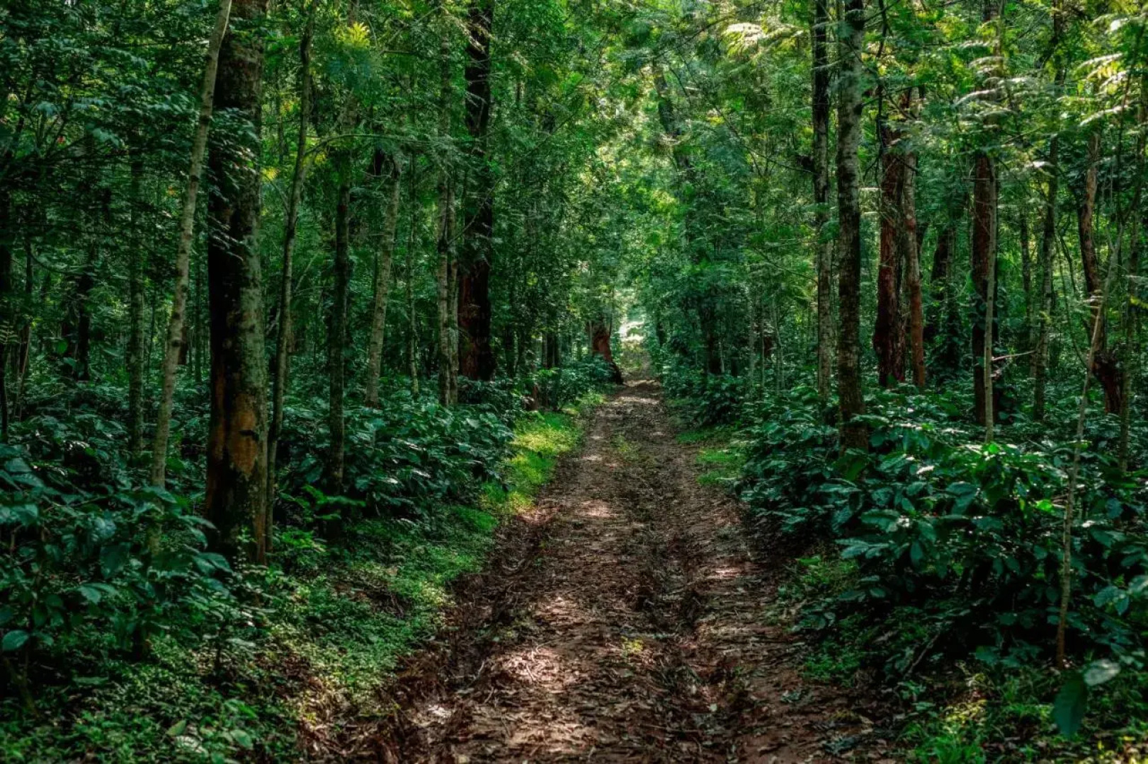 The Blossom Resort Chikmagalur