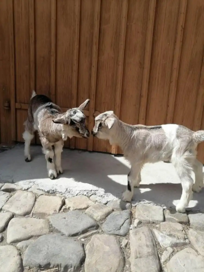 Agrouturistic House in Manastirea Humorului