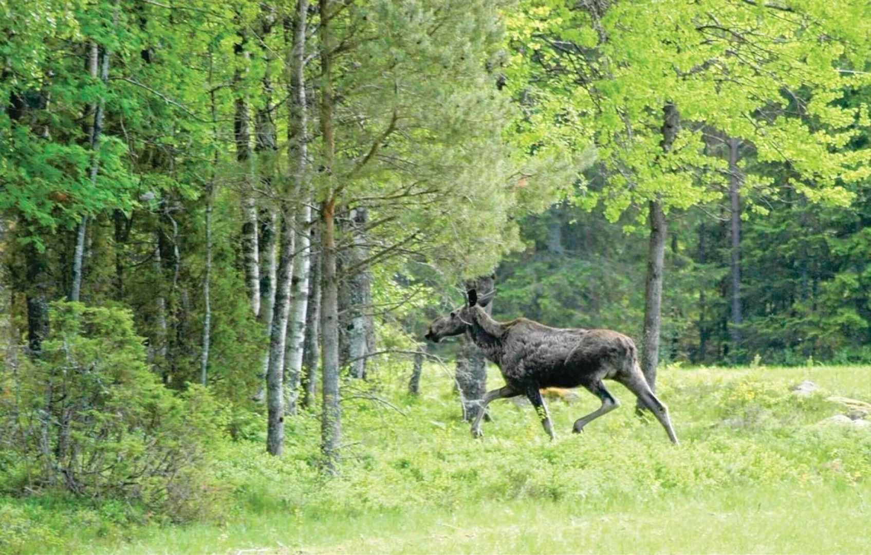 Amazing Home in Mellerud With 2 Bedrooms