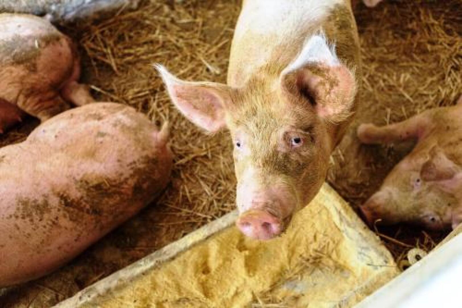 Il Bagnolo Eco Lodge