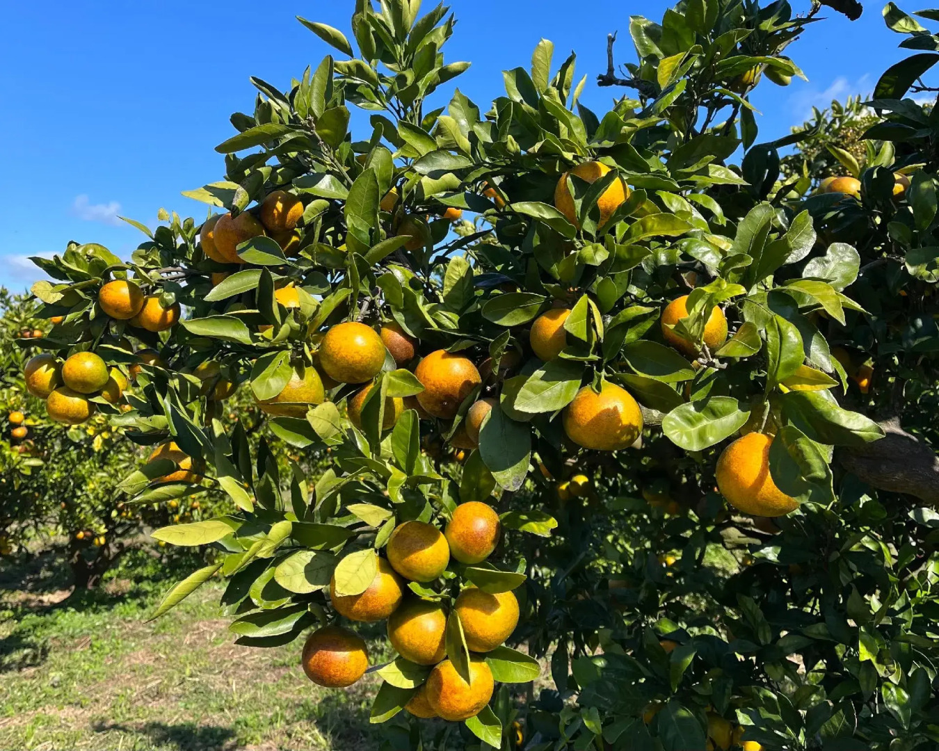 Resort Hotel Olivean Shodoshima