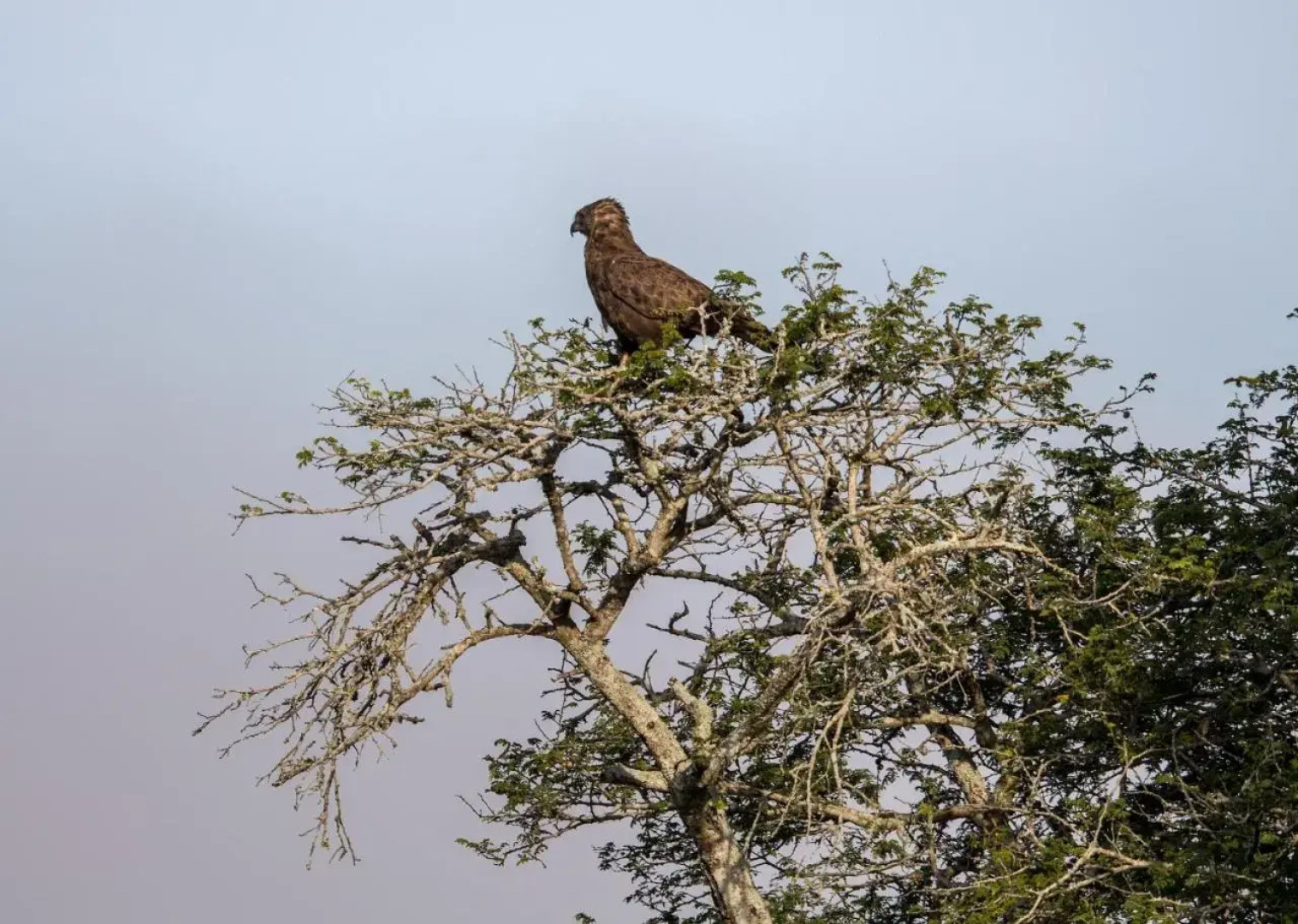 Royal Thonga Safari Lodge