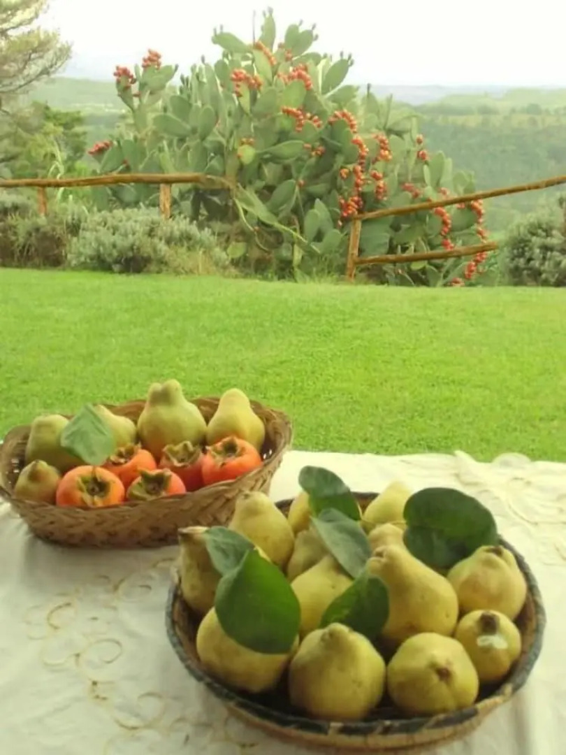 Agriturismo Casale Di Colle