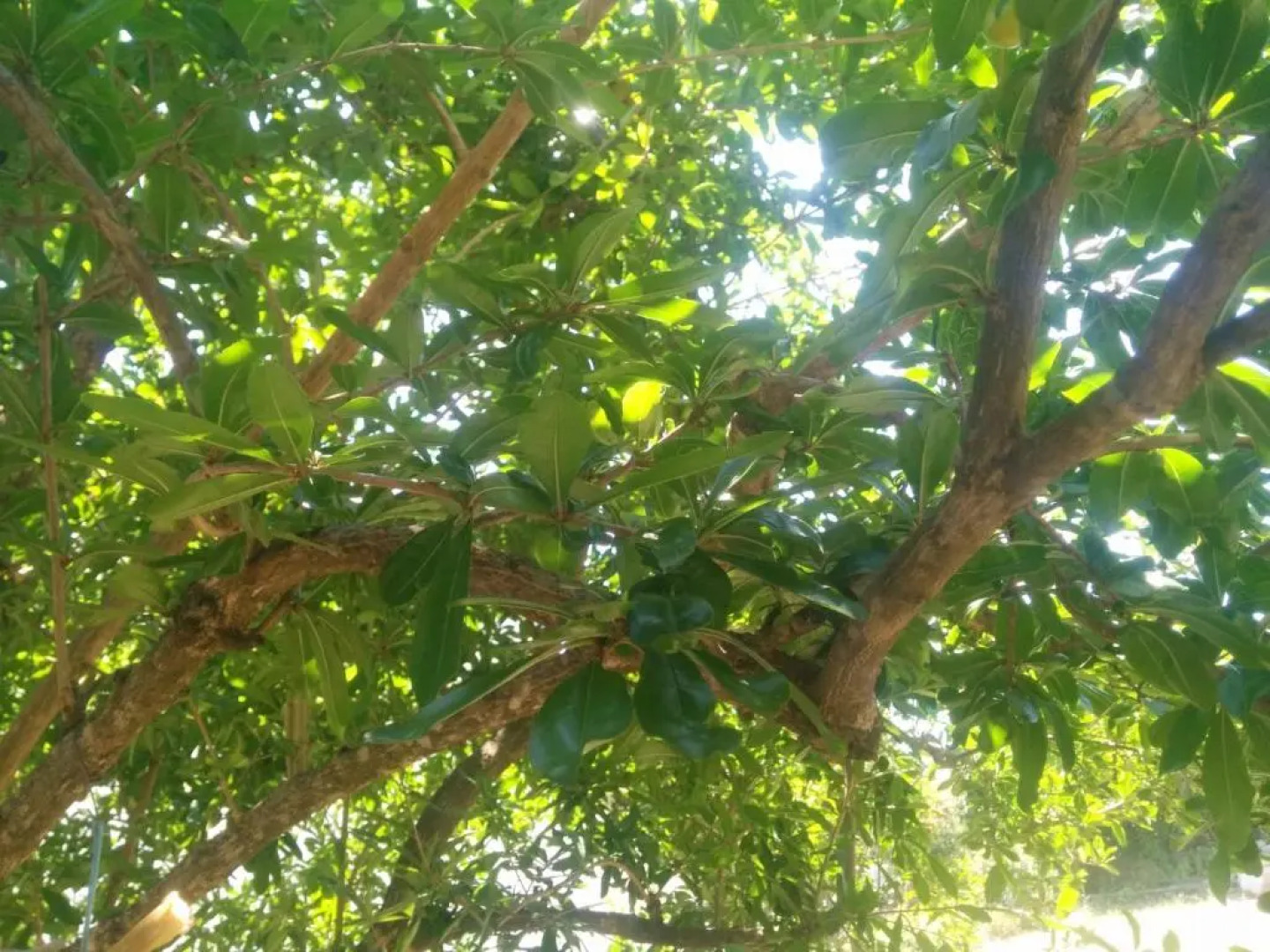 Apartment Aralo - Veraja